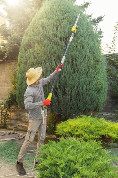 Best Local Tree Services  in Washburn, ND